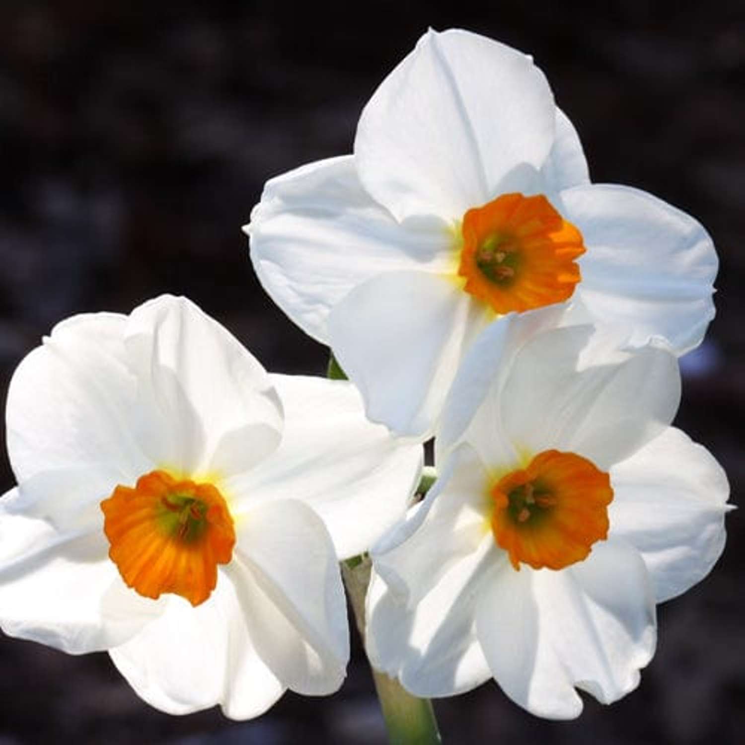 Narcissus 'Geranium'